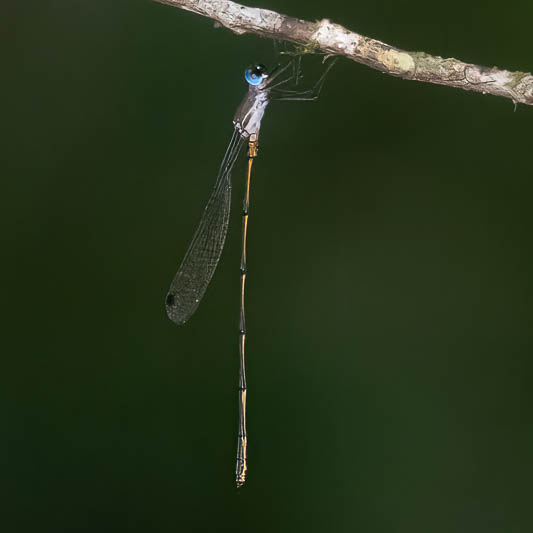 Synlestes tropicus male (1 of 6).jpg